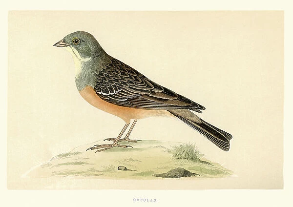 Natural history - Birds - Ortolan bunting