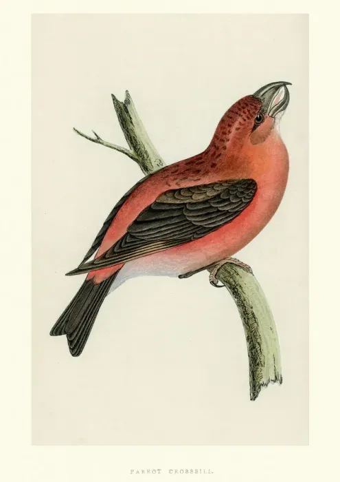 Framed Print : Natural History - Birds - Parrot crossbill Framed Print : Natural History - Birds - Parrot crossbill