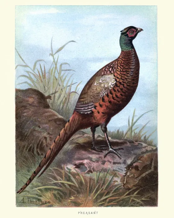 Framed Print : Natural History - Birds - Pheasant (Phasianus colchicus) Framed Print : Natural History - Birds - Pheasant (Phasianus colchicus)