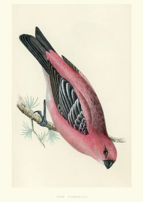 Framed Print : Natural History - Birds - Pine grosbeak