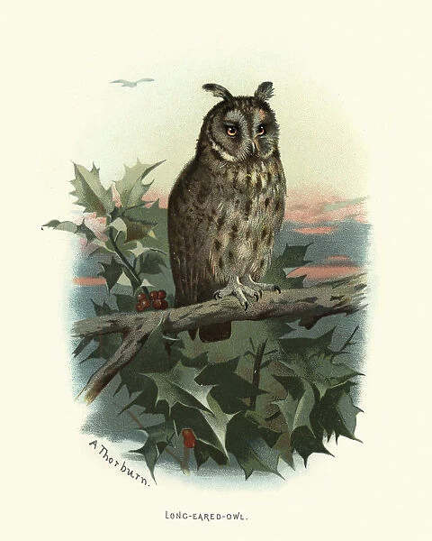 Natural history, birds of prey, long-eared owl (Asio otus)