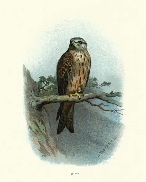 Framed Print : Natural history, birds of prey, Red kite (Milvus milvus) Framed Print : Natural history, birds of prey, Red kite (Milvus milvus)
