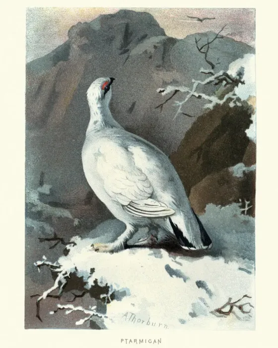 Framed Print : Natural history, Birds, Ptarmigan, Lagopus Framed Print : Natural history, Birds, Ptarmigan, Lagopus