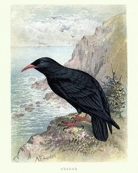 Natural History, Birds, Red-billed chough (Pyrrhocorax pyrrhocorax)