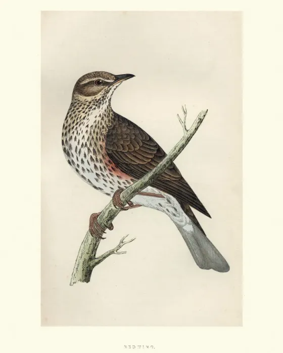 Framed Print : Natural History, Birds, Redwing (Turdus iliacus) Framed Print : Natural History, Birds, Redwing (Turdus iliacus)