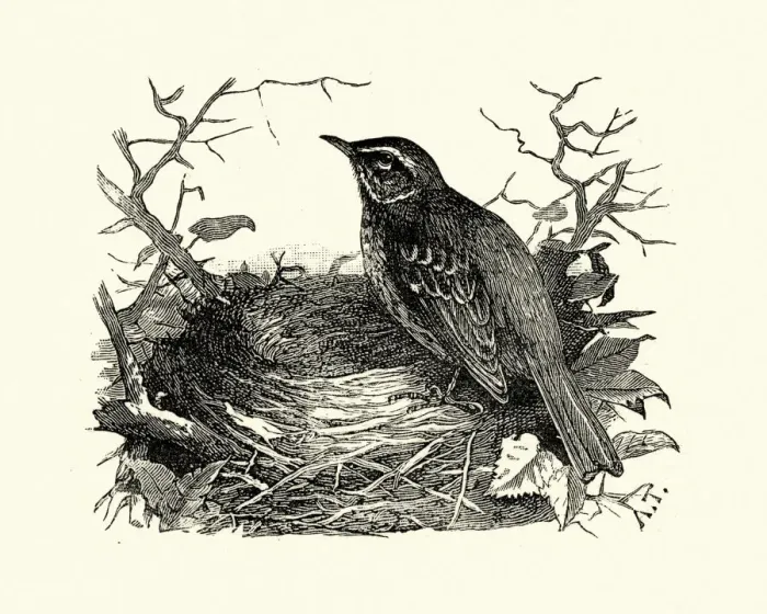 Framed Print : Natural history, Birds, redwing (Turdus iliacus) Framed Print : Natural history, Birds, redwing (Turdus iliacus)