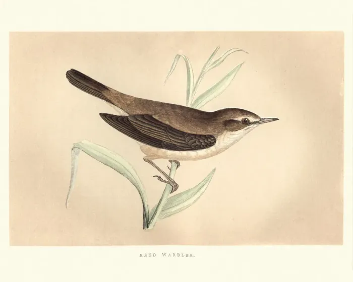 Framed Print : Natural History, Birds, Reed Warbler (Acrocephalus scirpaceus) Framed Print : Natural History, Birds, Reed Warbler (Acrocephalus scirpaceus)