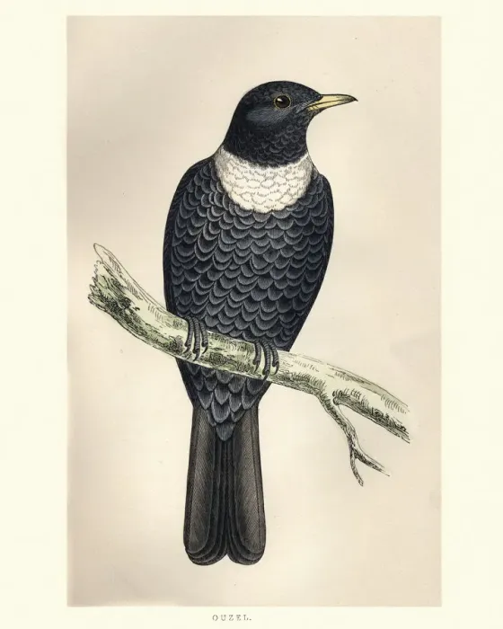 Framed Print : Natural History, Birds, ring ouzel (Turdus torquatus) Framed Print : Natural History, Birds, ring ouzel (Turdus torquatus)