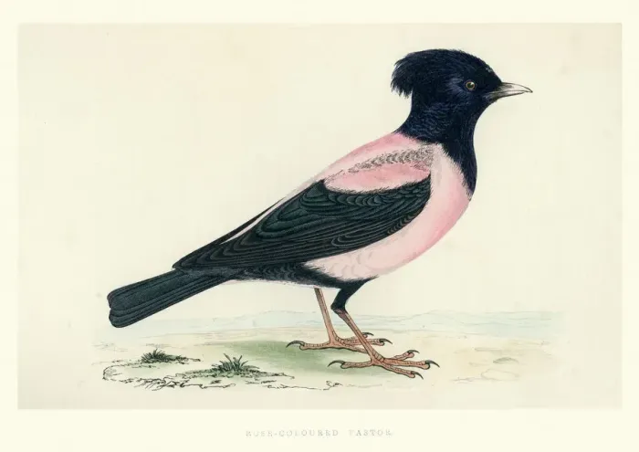 Framed Print : Natural History - Birds - Rosy starling Framed Print : Natural History - Birds - Rosy starling