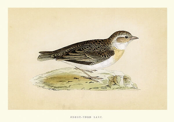 Natural History - Birds - Short toed Lark
