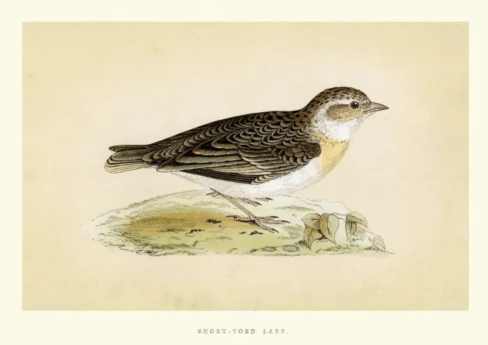 Framed Print : Natural History - Birds - Short toed Lark Framed Print : Natural History - Birds - Short toed Lark
