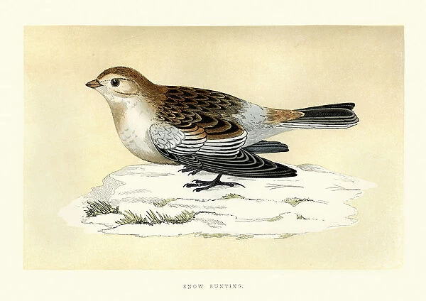 Natural History - Birds - Snow bunting