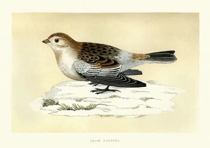 Framed Print : Natural History - Birds - Snow bunting Framed Print : Natural History - Birds - Snow bunting