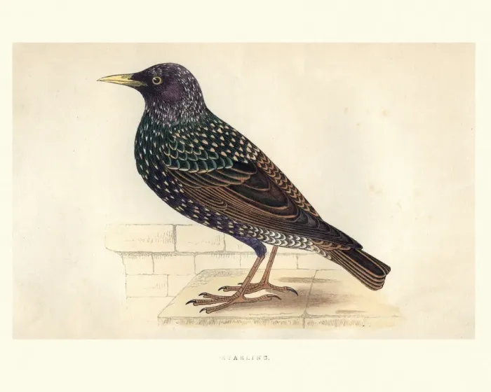 Framed Print : Natural History, Birds, Starling Framed Print : Natural History, Birds, Starling