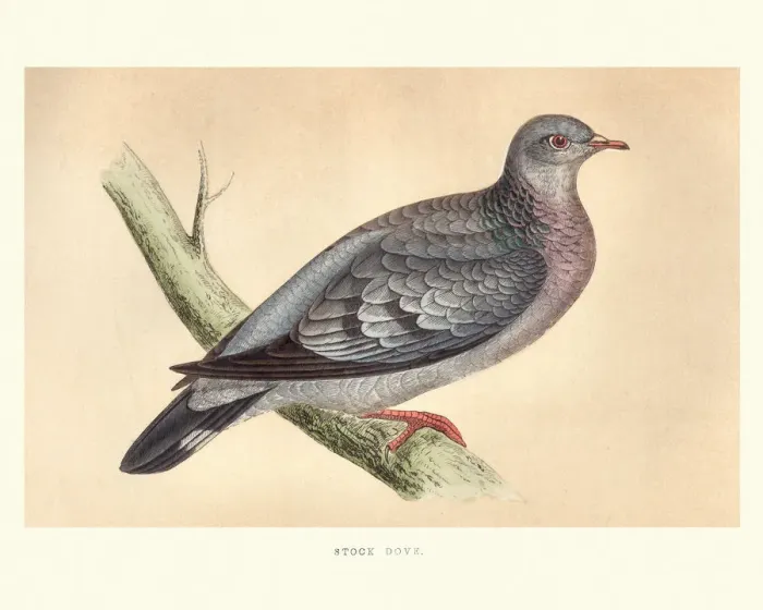 Framed Print : Natural history, Birds, stock dove (Columba oenas) Framed Print : Natural history, Birds, stock dove (Columba oenas)
