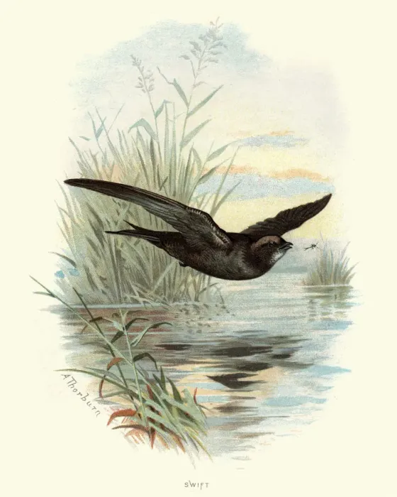 Framed Print : Natural History - Birds - Swift