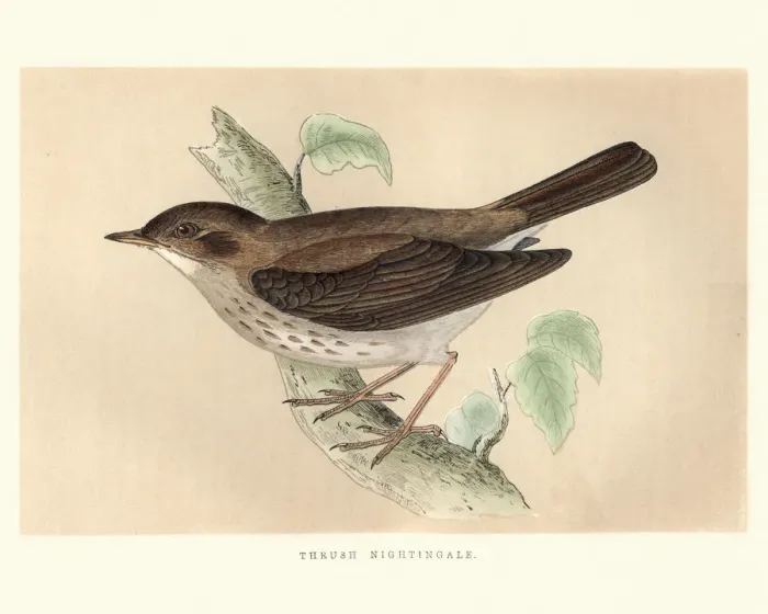 Framed Print : Natural History, Birds, Thrush nightingale (Luscinia luscinia) Framed Print : Natural History, Birds, Thrush nightingale (Luscinia luscinia)