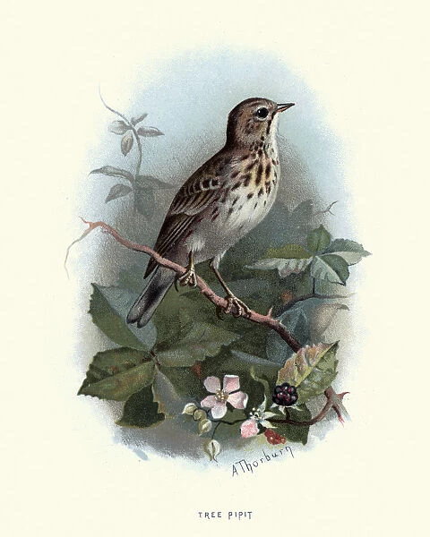 Natural history, Birds, tree pipit (Anthus trivialis)