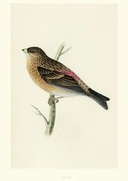 Framed Print : Natural History - Birds - Twite