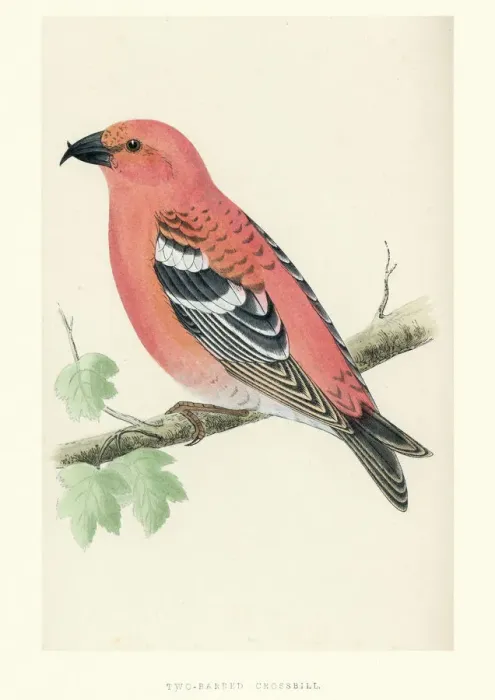 Framed Print : Natural History - Birds - Two-barred crossbill