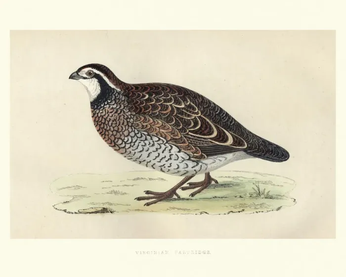 Framed Print : Natural history, Birds, Virginian Partridge Framed Print : Natural history, Birds, Virginian Partridge