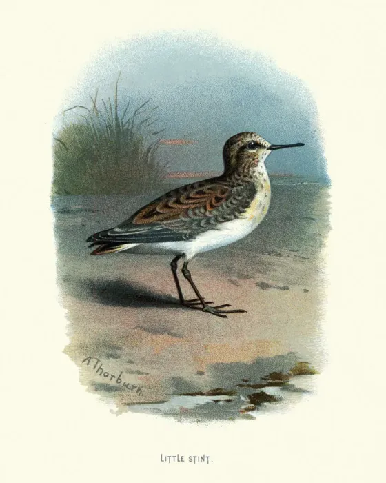 Framed Print : Natural history, birds, Waders, little stint (Calidris minuta) Framed Print : Natural history, birds, Waders, little stint (Calidris minuta)