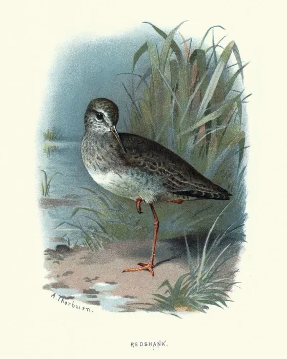 Framed Print : Natural history, birds, Waders, redshank Framed Print : Natural history, birds, Waders, redshank