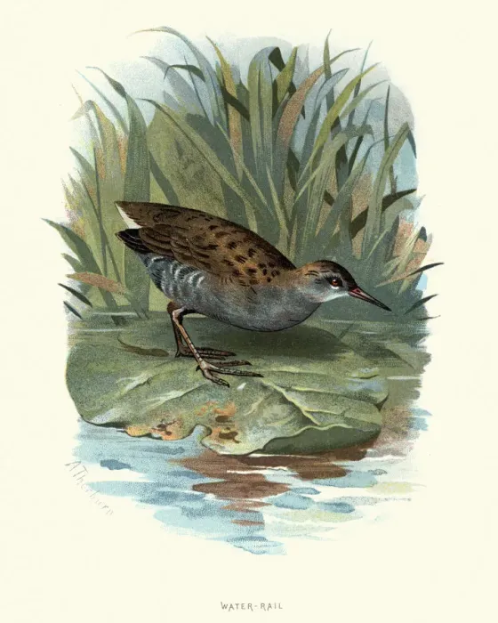 Framed Print : Natural History, Birds, water rail (Rallus aquaticus) Framed Print : Natural History, Birds, water rail (Rallus aquaticus)