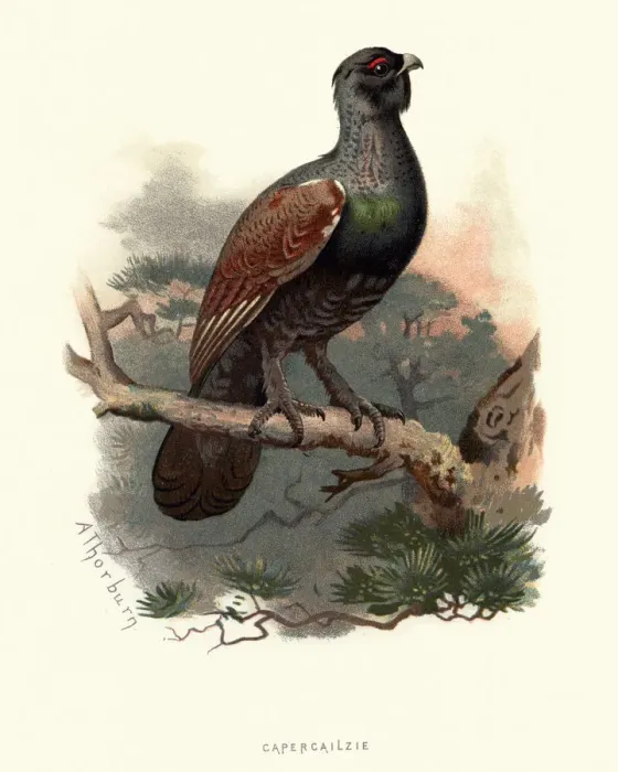 Framed Print : Natural history, Birds, western capercaillie (Tetrao urogallus)