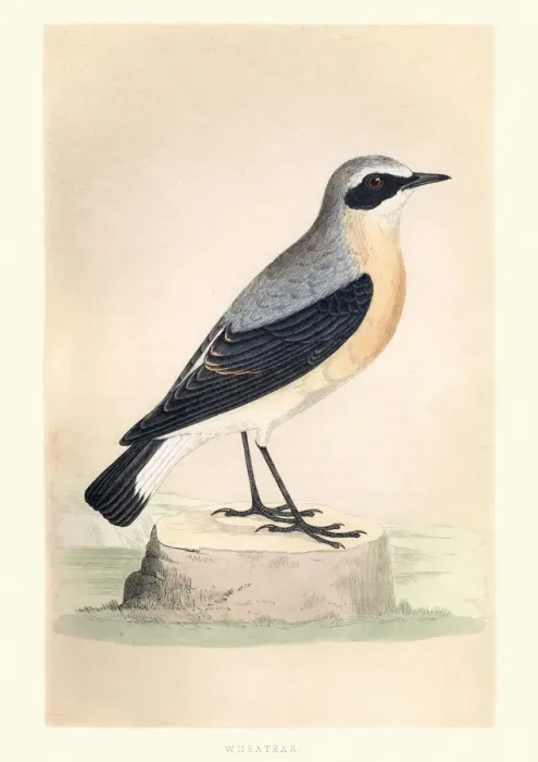 Framed Print : Natural History, Birds, Wheatear Framed Print : Natural History, Birds, Wheatear