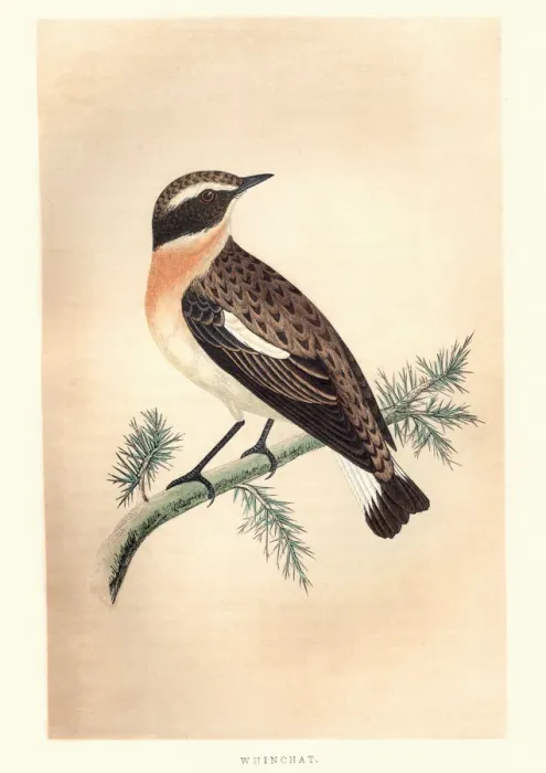 Framed Print : Natural History, Birds, whinchat (Saxicola rubetra) Framed Print : Natural History, Birds, whinchat (Saxicola rubetra)