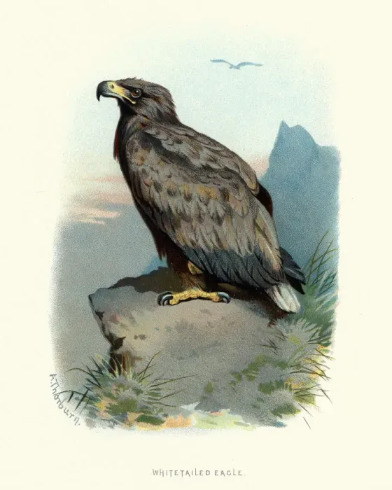 Framed Print : Natural History, Birds, white-tailed eagle (Haliaeetus albicilla) Framed Print : Natural History, Birds, white-tailed eagle (Haliaeetus albicilla)