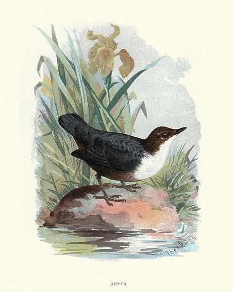 Natural history, Birds, White-throated dipper