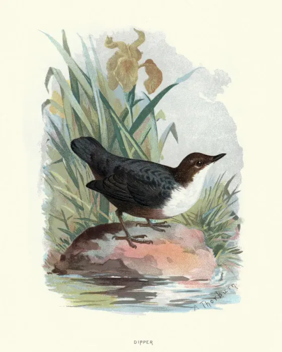 Framed Print : Natural history, Birds, White-throated dipper Framed Print : Natural history, Birds, White-throated dipper