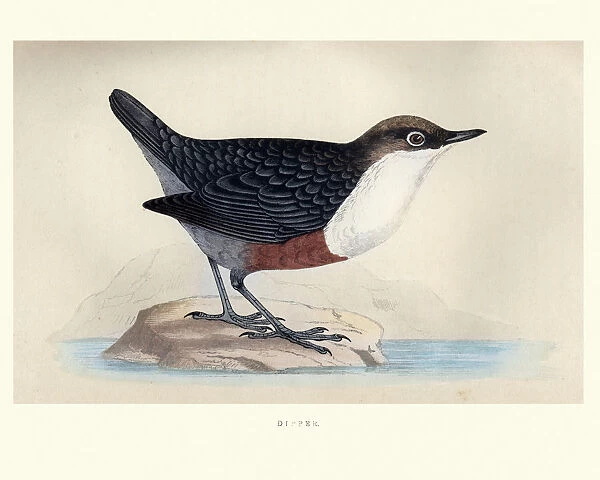 Natural History, Birds, White-throated dipper