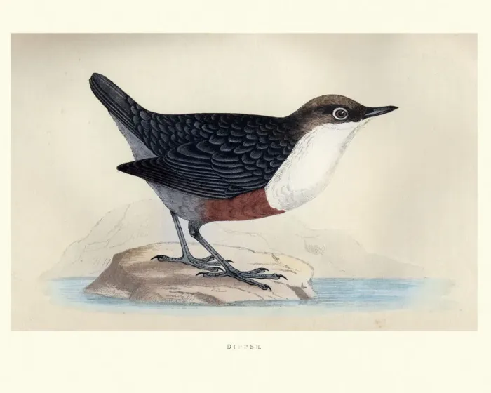 Framed Print : Natural History, Birds, White-throated dipper Framed Print : Natural History, Birds, White-throated dipper