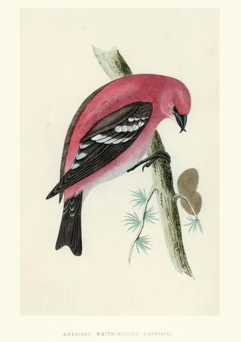 Framed Print : Natural History - Birds - White-winged Crossbill Framed Print : Natural History - Birds - White-winged Crossbill