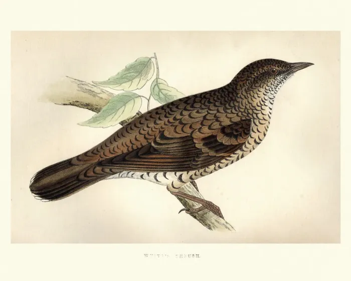 Framed Print : Natural History, Birds, Whites thrush (Zoothera aurea) Framed Print : Natural History, Birds, Whites thrush (Zoothera aurea)