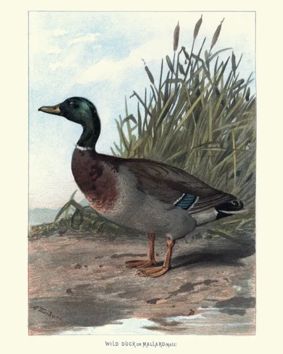 Framed Print : Natural History - Birds - Wild Duck or Mallard