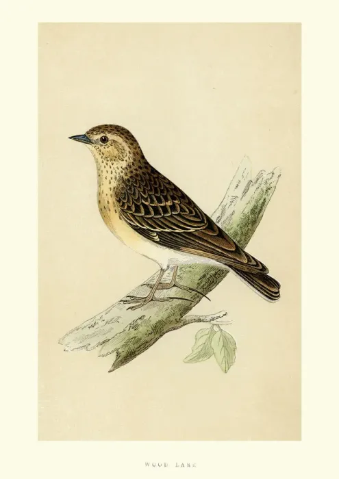 Framed Print : Natural History - Birds - Woodlark Framed Print : Natural History - Birds - Woodlark