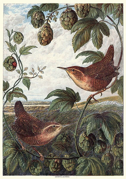 Natural History - Birds - Wrens