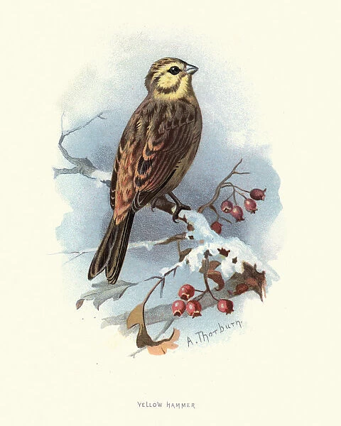 Natural History, Birds, yellowhammer (Emberiza citrinella)