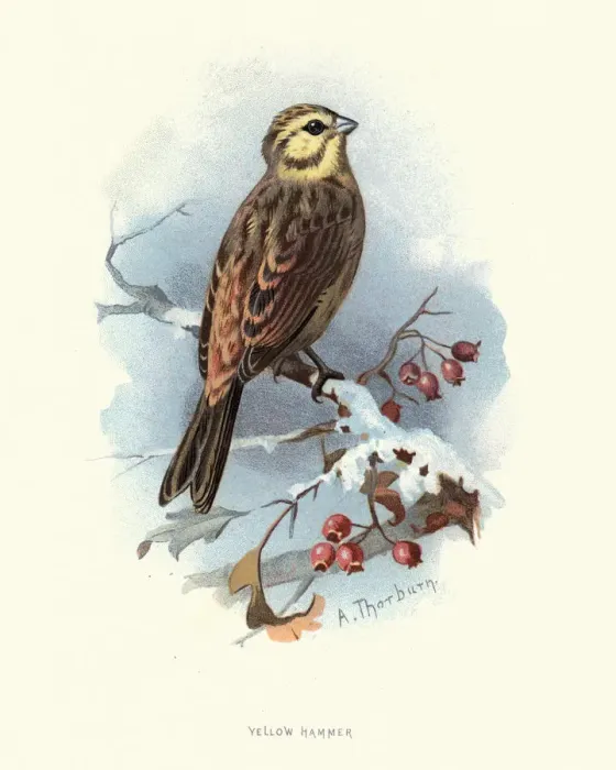Framed Print : Natural History, Birds, yellowhammer (Emberiza citrinella) Framed Print : Natural History, Birds, yellowhammer (Emberiza citrinella)