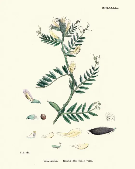 Framed Print : Natural History, Flora, Rough podded Yellow Vetch Framed Print : Natural History, Flora, Rough podded Yellow Vetch