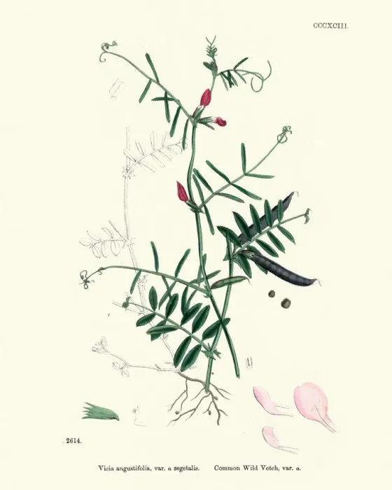 Framed Print : Natural History, Flora, Vicia angustifolia, Common wild Vetch Framed Print : Natural History, Flora, Vicia angustifolia, Common wild Vetch