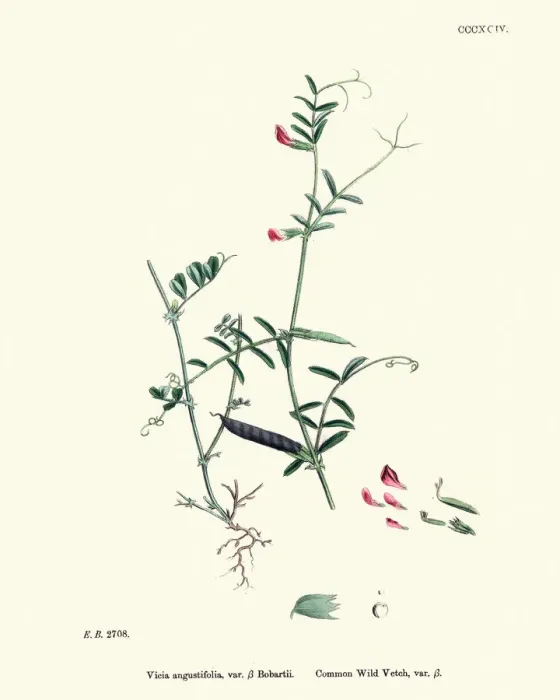 Framed Print : Natural History, Flora, Vicia angustifolia, Common wild Vetch Framed Print : Natural History, Flora, Vicia angustifolia, Common wild Vetch