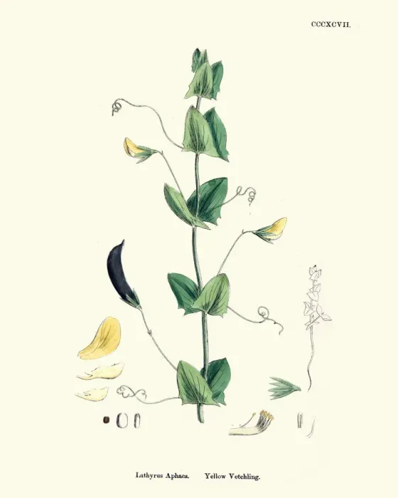 Framed Print : Natural History, Flora, Vicia Aphaca, Yellow Vetchling Framed Print : Natural History, Flora, Vicia Aphaca, Yellow Vetchling