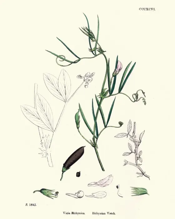 Framed Print : Natural History, Flora, Vicia bithynica, Bithynian Vetch Framed Print : Natural History, Flora, Vicia bithynica, Bithynian Vetch