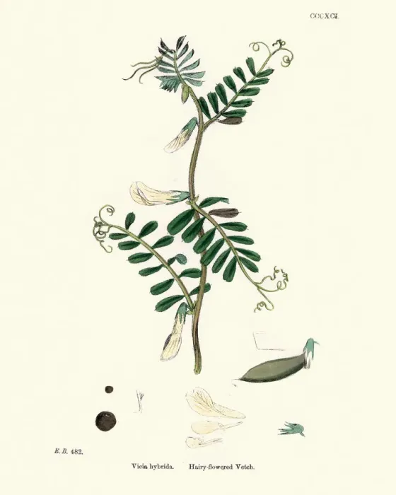 Framed Print : Natural History, Flora, Vicia hybrida, Hairy flowered Vetch