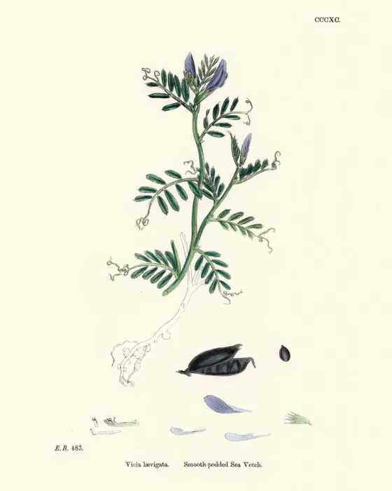 Framed Print : Natural History, Flora, vicia laevigata, smooth podded sea vetch Framed Print : Natural History, Flora, vicia laevigata, smooth podded sea vetch